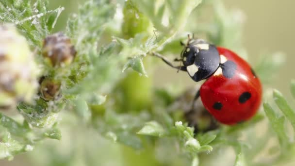 Κόκκινη πασχαλίτσα σε πράσινο φυτό το καλοκαίρι — Αρχείο Βίντεο