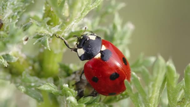 夏の緑の植物に赤いてんとう虫 — ストック動画