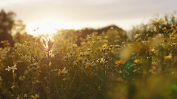 Naturfeld in Sizilien bei Sonnenuntergang im Frühling — Stockvideo