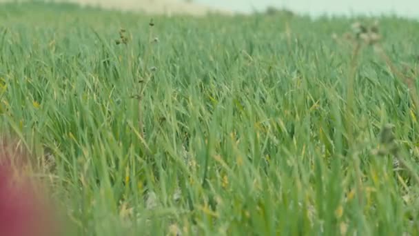 Campo de trigo recém-nascido na Calábria — Vídeo de Stock
