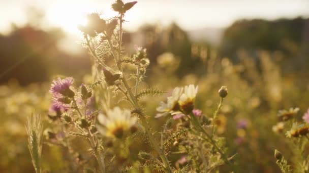 Parque al atardecer en Sicilia en la naturaleza — Vídeo de stock