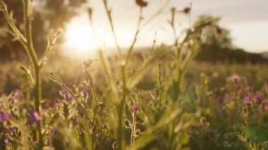 İlkbaharda gün batımında Sicilya 'da doğal alan