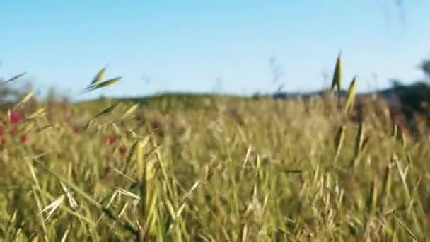 Campo con orejas que se mueven lentamente en el viento — Vídeos de Stock