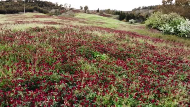 Луг с красным цветом в весеннее время на Сицилии пейзаж — стоковое видео