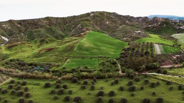 Aceite de oliva y prado verde en temporada de primavera — Vídeos de Stock