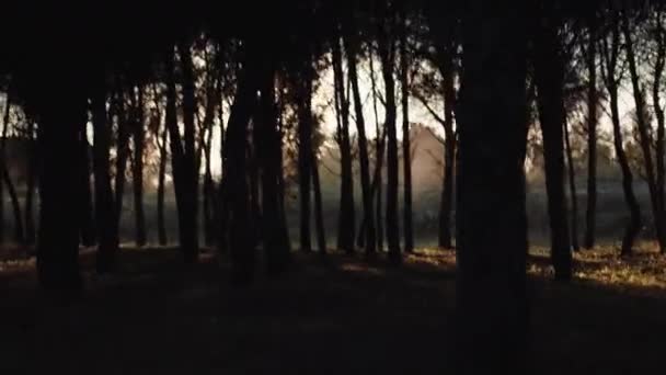 Wandelen tussen de bomen van het dennenbos — Stockvideo