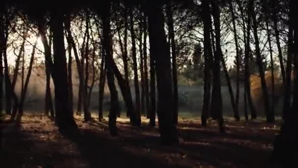 Spaziergang zwischen den Bäumen des Kiefernwaldes — Stockvideo