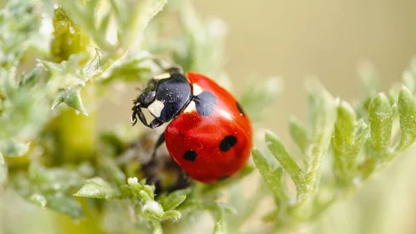 Red Ladybug on a Green Plant in Summer — Stock Photo, Image