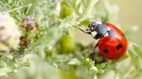 Red Ladybug on a Green Plant in Summer — Stok Foto