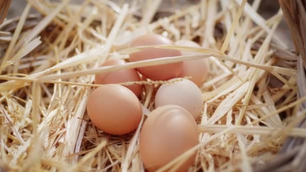 Kori tuoretta kananmunaa, joka on kerätty pellolta maaseudulta kuvapankkivideo