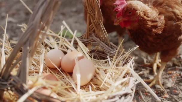 Korb voller frischer Hühnereier auf dem Feld — Stockvideo