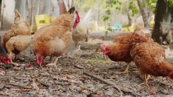 Gallinas de corral en el suelo al aire libre para la producción de huevos ecológicos — Vídeos de Stock