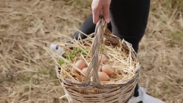 Walking Basket full of fresh hen eggs collected in the countryside in the field — 비디오