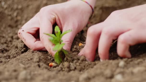 Meisjes hand groeit een kleine zaailing in de grond voor eco-duurzaamheid. — Stockvideo