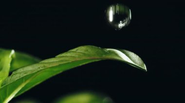 Water drop falling on basil plant leaf black background