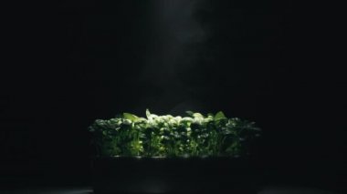 Aromatik yeşil bitkilerin ve siyah arkaplanın laboratuvar ekimi