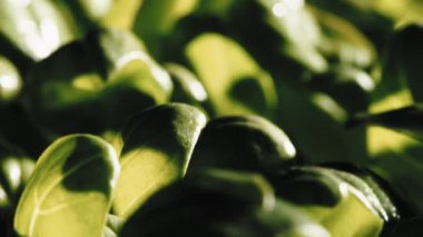 Sunrise over the growing basil plants