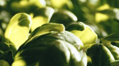 Seralarda aromatik fesleğen bitkisi üretimi