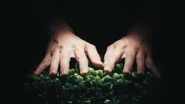 Hands of biologist touch the basil plants in the controlled atmosphere lab — Stockvideo