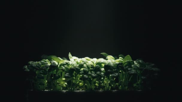 Laboratory cultivation of aromatic green plants of basil — Stockvideo