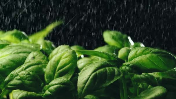 Watering aromatic green basil plant — Video Stock