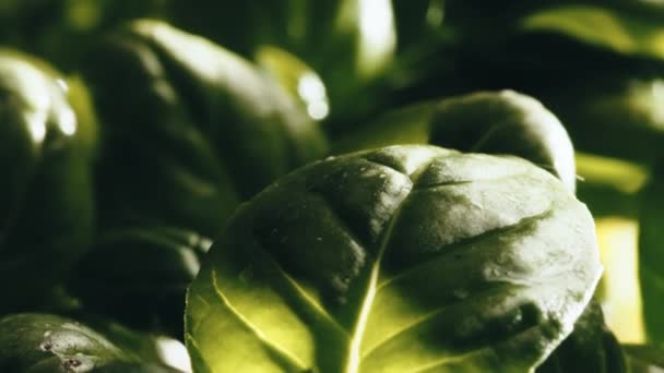 Small basil plants being grown indoors — Video Stock