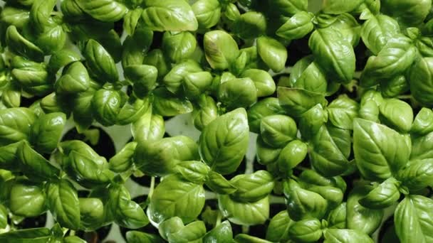 Basil seedlings in cultivation viewed from above rotation — 비디오