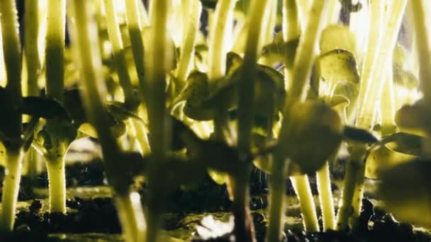 Plantes de basilic vues de la tige près du sol — Video