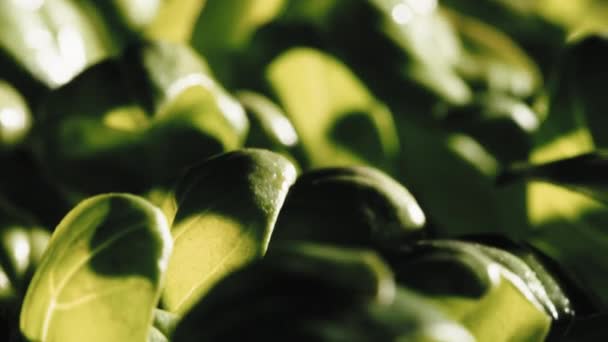 Sunrise over the growing basil plants — Video Stock