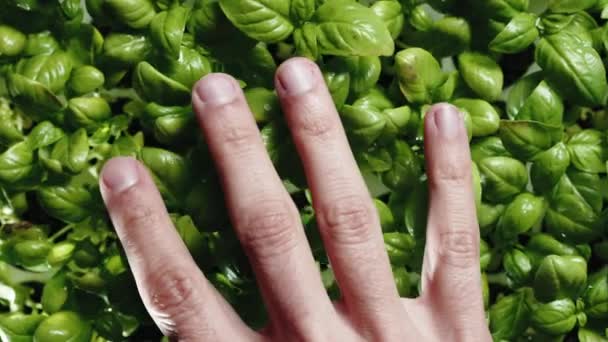 Hand strokes fresh green basil seedlings into a lab — Video Stock