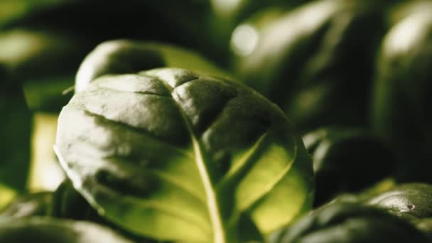 Detalhe da folha de manjericão em uma planta aromática — Vídeo de Stock
