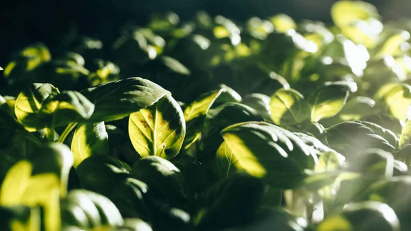 Production of aromatic basil plants in greenhouses — Stok Foto