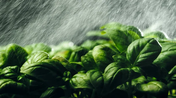 Vanner aromatisk grønt basilikum – stockfoto