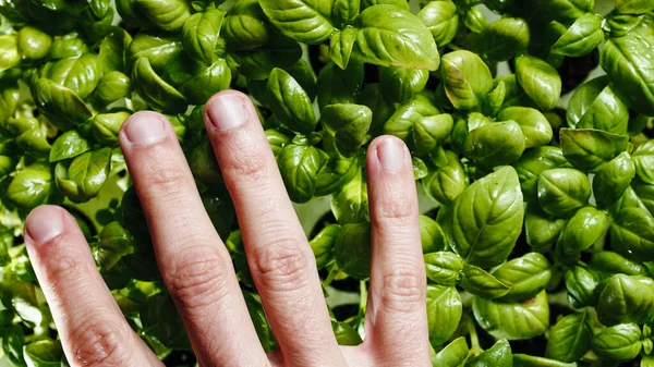 Tangan goresan kemangi hijau segar bibit ke laboratorium — Stok Foto