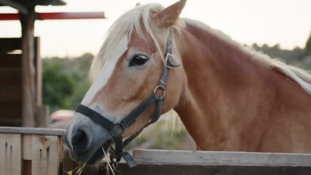 馬は囲いの中で草を噛む 手持ち撮影 — ストック動画
