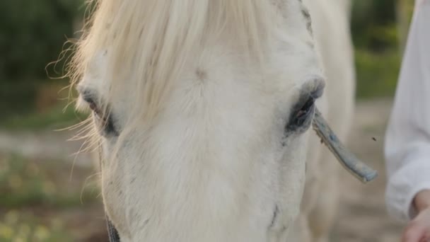 Een Jong Mooi Italiaans Modelmeisje Poseert Met Een Paard Ranch — Stockvideo