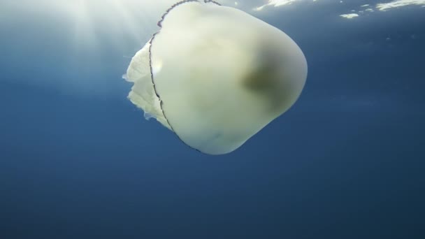 Sea Lunge Quallen Auf Dem Weg Ins Mittelmeer Sizilien Unterwasseraufnahmen — Stockvideo