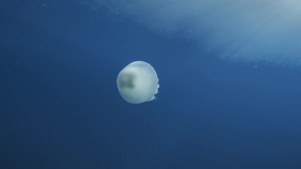 Sea Lunge Jellyfish Movendo Para Mar Mediterrâneo Calábria Tiro Subaquático — Vídeo de Stock