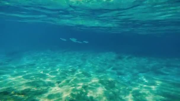 Undervatten Med Fisk Kalabriens Hav Tropea Stad — Stockvideo