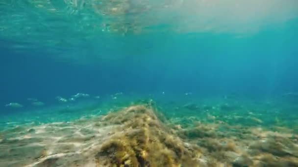Vista Subaquática Itália Lugares Férias Tropea Calabria — Vídeo de Stock