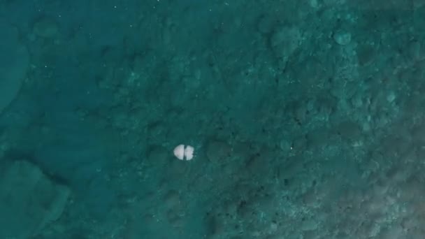 Medusa Deniz Ciğeri Suda Hareket Eder Hava Manzarası — Stok video