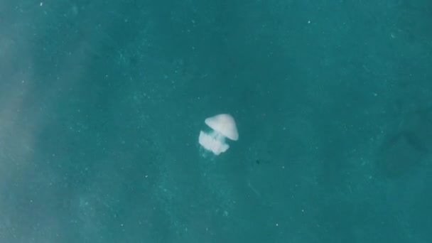 Medusa Meereslunge Bewegt Sich Wasser Luftaufnahme — Stockvideo
