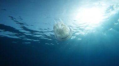 Denizanası akciğeri mavi okyanusta yüzer. Su altı çekimi..