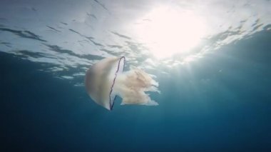 Denizanası akciğeri mavi okyanusta yüzer. Su altı çekimi..