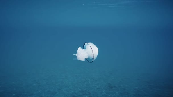 Quallen Meereslunge Schwimmt Blauen Meer Unterwasseraufnahmen — Stockvideo