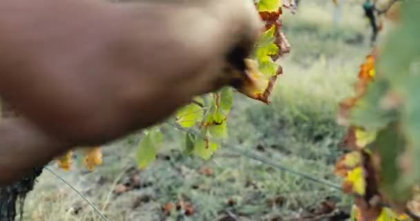 Bir Çiftçinin Eli Kırsalda Üzüm Topluyor Kamerası Çekimi — Stok video