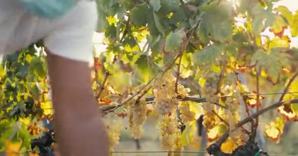 Agricultor Cosecha Uvas Blancas Para Producción Vino Disparo Mano — Vídeo de stock