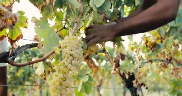 Trabalhador Camponês Colher Uvas Brancas Qualidade Campo Disparo Manual — Vídeo de Stock