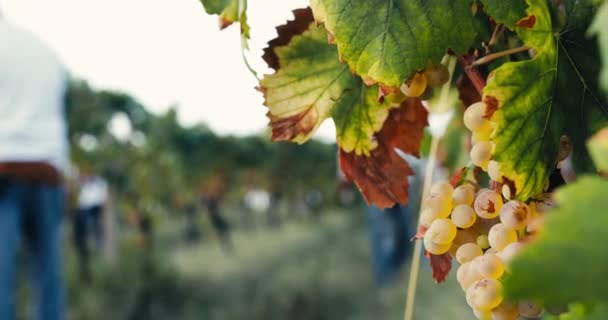 Uvas Blancas Para Chianti Campo Disparo Mano — Vídeo de stock