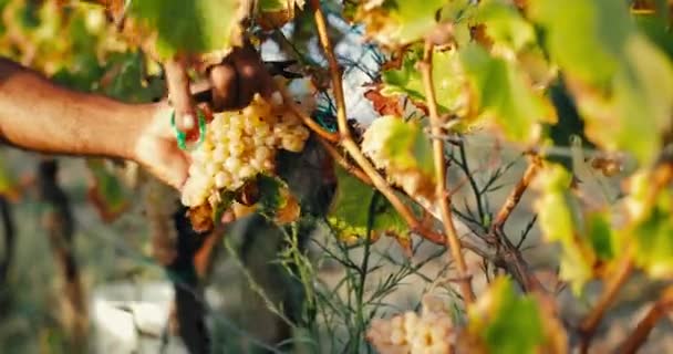 Joven Agricultor Hace Primera Cosecha Cortando Uvas Con Tijeras Disparar — Vídeo de stock